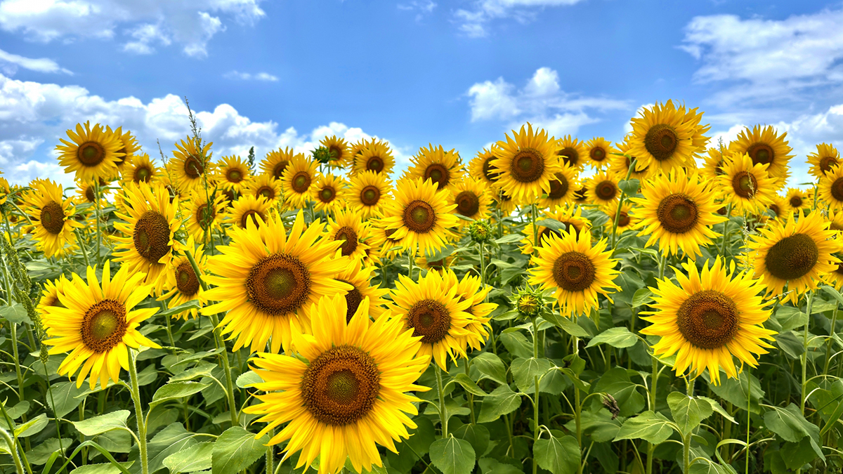 夏時間、悪くないです
